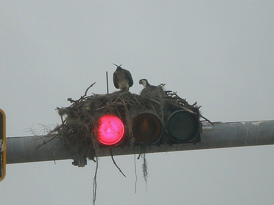Городская среда требует от пернатых обитателей не только выносливости, но и изобретательности. В таких условиях выживают птицы с большим размером мозга. Фото с сайта www.travelpod.com