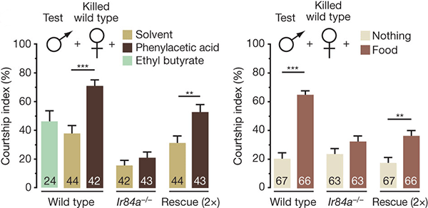 Рис. 3. Интенсивность ухаживания (courtship index) самцов Drosophila в камере с сетчатым полом, под который подкладывали фильтровальную бумагу, пропитанную контрольным раствором (solvent), фенилацетатной кислотой, этилбутиратом (левый рисунок), лабораторной стандартной пищей или чистую бумагу (правый рисунок). Рисунок из обсуждаемой статьи в Nature
