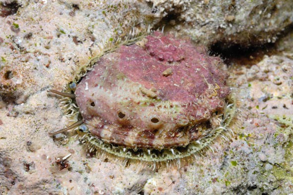 Брюхоногий моллюск Haliotis («морское ухо»). Фото с сайта www.diverosa.com