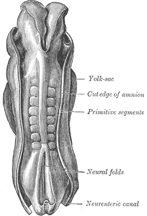 Рис. 5. Сомиты (Primitive segments) на спинной стороне человеческого эмбриона в фазе нейруляции (примерно на 28-й день развития). Нервная трубка уже закрылась посередине, но еще остается открытой на концах. Рисунок с сайта en.wikipedia.org