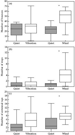 Рис. 2. Среднее число (а) качаний, (b) шагов и (c) ощупываний антеннами в отсутствие шума (quiet), в присутствии вибрационного (vibration) и ветрового (wind) стимула. Рисунок из обсуждаемой статьи в Animal Behaviour