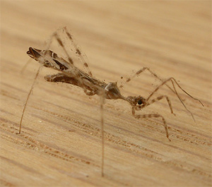 Хищный клоп Stenolemus bituberus предпочитает подкрадываться к пауку в тот момент, когда усиливается шум ветра. Фото с сайта www.physorg.com