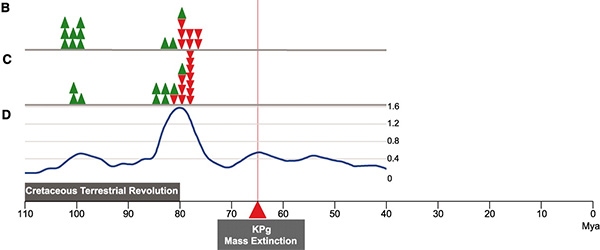 Оценки темпов эволюции млекопитающих за 110 млн лет. B и C — различные методы оценок темпов эволюции; зеленые треугольники — скорость увеличивается, красные — скорости снижаются. D — усредненные оценки. Рис. из обсуждаемой статьи в Science