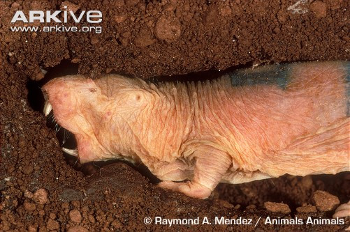 Голый землекоп роет ходы в земле не лапами, как крот, а зубами, как подобает грызуну. Фото © Raymond A. Mendez / Animals Animals с сайта arkive.org