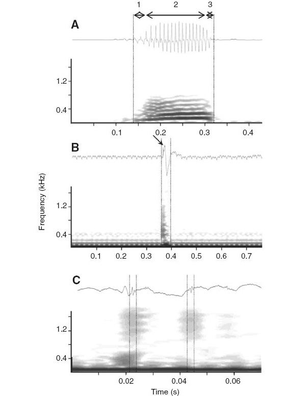 Рис. 2. Осциллограммы и спектрограммы акустических сигналов Pygocentrus nattereri. A — «тявканье» (bark) издается в те моменты, когда две рыбы находятся друг напротив друга голова к голове; B — сигнал издается во время кружения и кусания друг друга рыбами, конкурирующими за пищу; C — щелканье челюстями издается во время преследования одной рыбы другой. Рисунок из обсуждаемой статьи в Journal of Experimental Biology