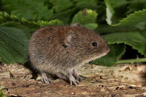 Рыжая полевка (Myodes glareolus). Фото с сайта merkinchlnr.org.uk