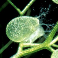 Ловушки пузырчатки