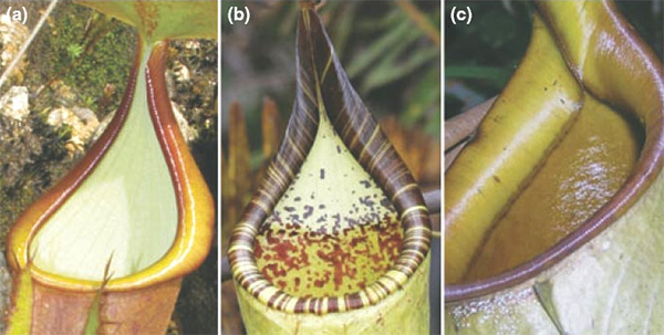Рис. 2. Внутренние стенки кувшинов непентесов покрыты беловатым восковым слоем, благодаря которому животные соскальзывают внутрь. В зависимости от вида восковой слой может покрывать всю поверхность стенки (a), или только ее часть (b), или полностью отсутствовать (c). Рисунок из обсуждаемой статьи в Journal of Evolutionary Biology