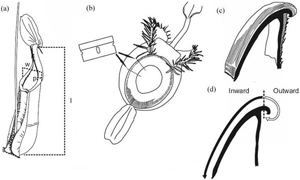Рис. 3. Морфологические параметры, измерявшиеся у разных видов непентесов. Рисунок из обсуждаемой статьи в Journal of Evolutionary Biology