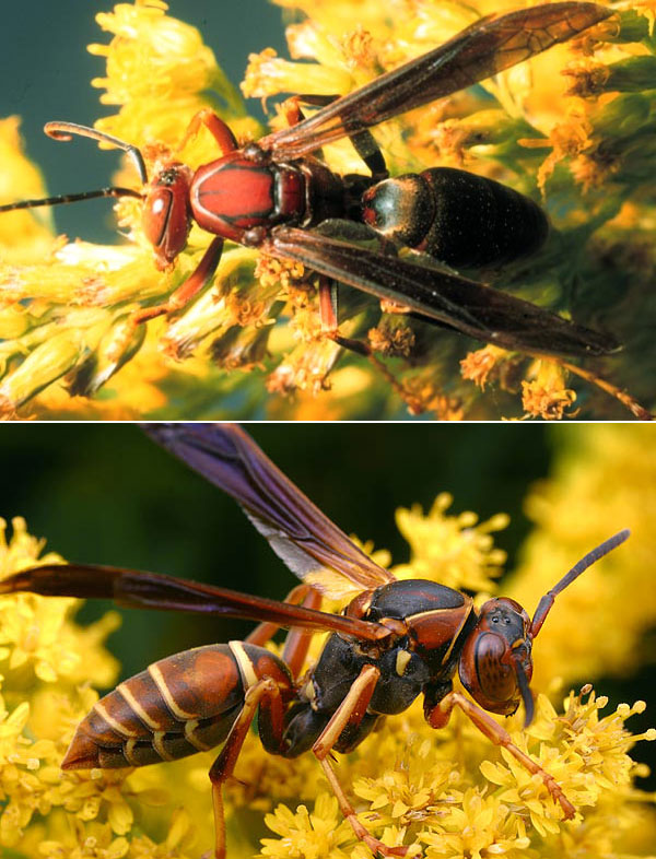 Вверху: Polistes metricus — бумажная оса, не умеющая распознавать своих родичей по лицам (фото с сайта insects.tamu.edu); внизу: близкий вид — северная бумажная оса Polistes fuscatus, у которой эта способность превосходно развита (фото с сайта www.myrmecos.net)