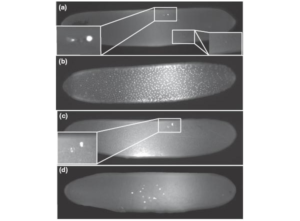 Рис. 3. Распределение ядер в яйцеклетках Gryllus firmus в период раннего развития. Рисунок из обсуждаемой статьи в Journal of Evolutionary Biology