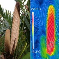 Открытая шишка саговникового растения. (B) Тепловизионное изображение мужской шишки саговника в момент нагревания во время выброса пыльцы