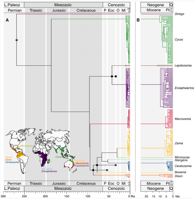 Филогенетическое древо саговников, построенное на основании анализа гена PHYTOCHROME P. Горизонтальная шкала внизу — миллионы лет. Рис. из обсуждаемой статьи в Science