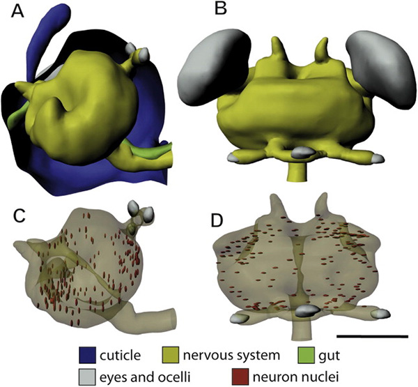 Строение мозга Megaphragma mymaripenne, трехмерная реконструкция.