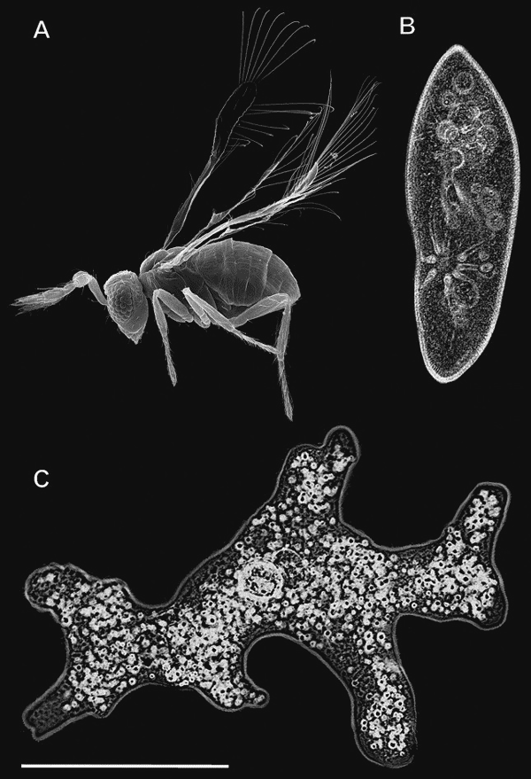 Паразитическая оса Megaphragma mymaripenne сходна по размеру с инфузорией Paramecium caudatum