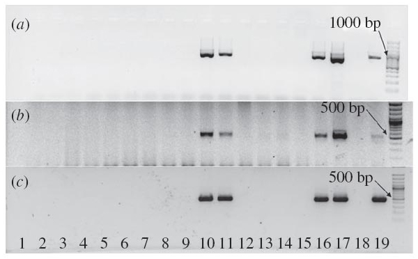 Результаты ПЦР-амплификации ДНК бактерий <i>Rickettsia</i> в листьях паслена и базилика.