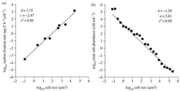 Уровень фиксации углерода (carbon fixation rate) в пикограммах углерода на одну клетку за час (a) и общая численность клеток (total cell abundance) в количестве клеток на миллилитр воды (b) в зависимости от размера (объема) клетки