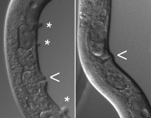 Одна из мутаций, изучавшихся в обсуждаемой работе, нарушает работу гена lin-31, участвующего в регуляции развития половой системы