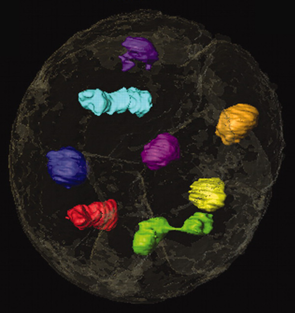 Реконструкция клеточных ядер в ископаемом эмбрионе с использованием микротомографии