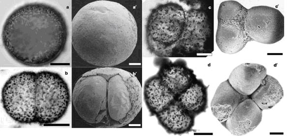 Сравнение серобактерий и эмбрионов из Доушаньтуо