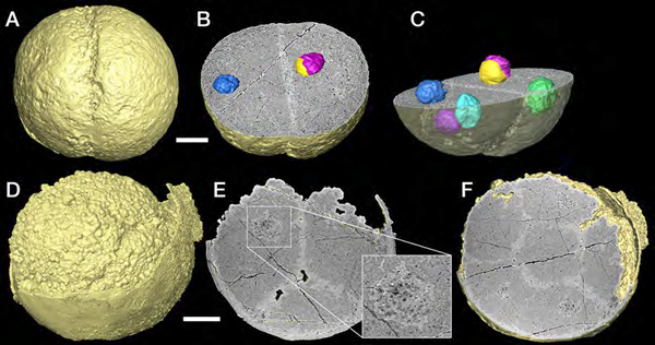 Один из экземпляров эмбрионов: последовательные срезы позволяют увидеть пять ядер