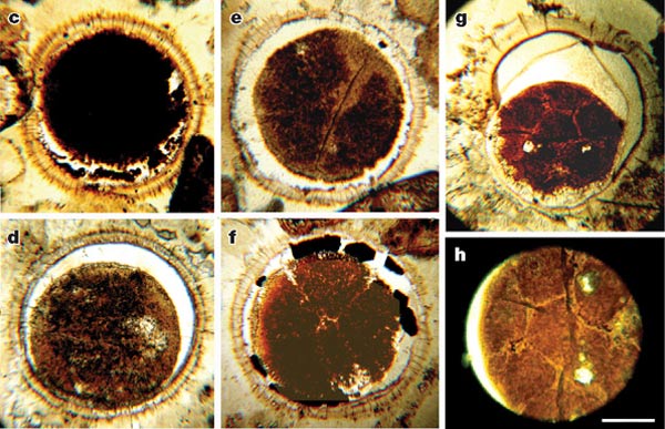 Орнаментированная оболочка у некоторых эмбрионов Доушаньтуо