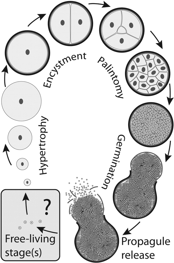 Предполагаемый жизненный цикл простейших, образовавших эмбрионы