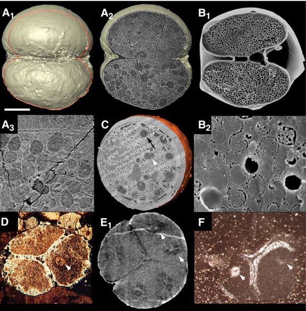 Вот так выглядят изнутри эмбрионы из Доушаньтуо