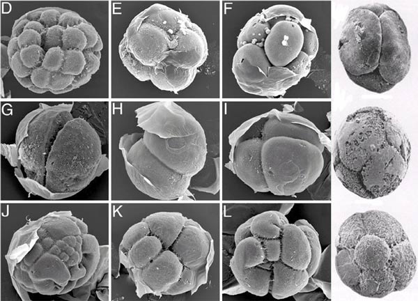Так сохраняются в сероводородных условиях эмбрионы морских ежей и окаменевшие эмбрионы из Доушаньтуо