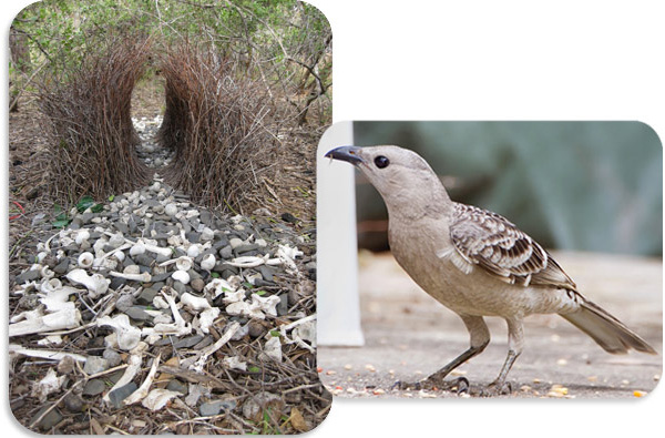 Большой серый шалашник и его постройка, служащая для соблазнения самок
