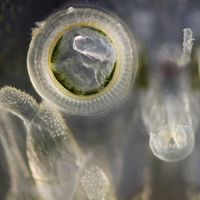 Сосательный аппарат и присоски, с помощью которых рачок-карпоед <i>Argulus foliaceu</i>s прикрепляется к телу рыб.