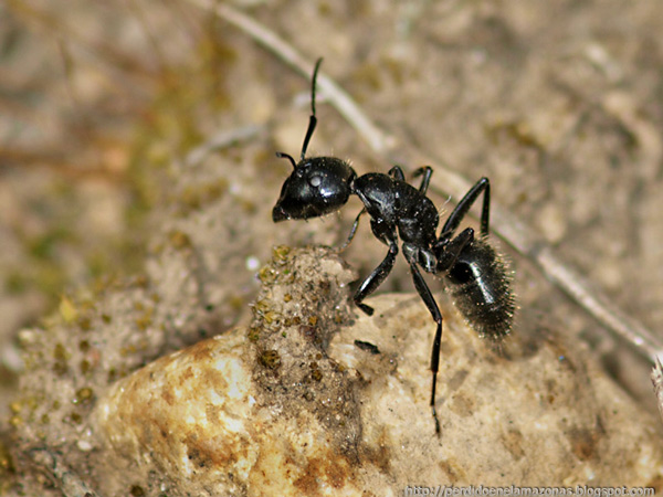 Муравей-древоточец Camponotus aethiops