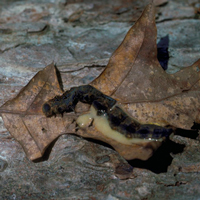 Гусеница, убитая вирусом ядерного полиэдроза. Фото с сайта wikipedia.org