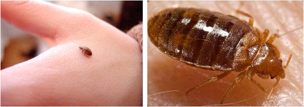 Постельный клоп