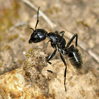 Муравей-древоточец Camponotus aethiops