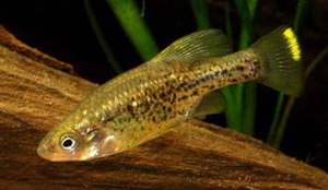 Самец Chapalichthys pardalis