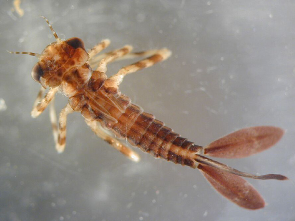 Личинка стрекозы Argia sp.