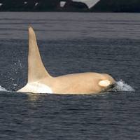 Белая косатка