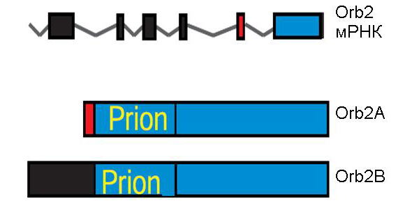 Структура кодирующей Orb2 мРНК и двух белков Orb