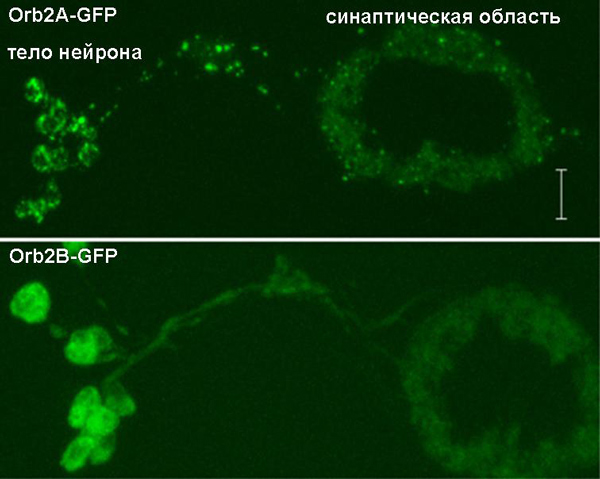 Orb2A-GFP самопроизвольно полимеризуется, а Orb2B-GFP - нет