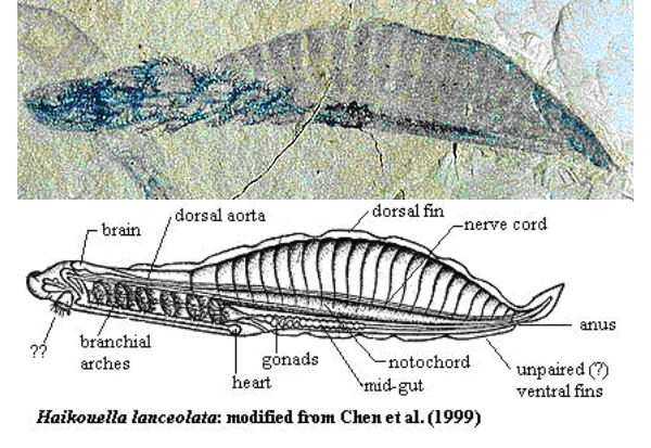 Haikouella - форма, близкая к Yunnanozoon