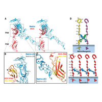 Связь между нетрином и неогенином