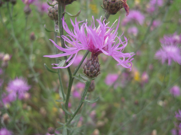 Василек Centaurea stoebe