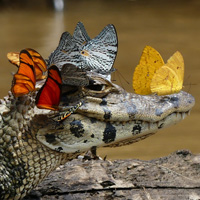 Бабочки-лакрифаги