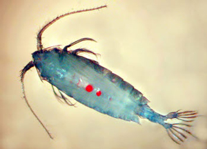 Нейстонная копепода Anomalocera patersoni