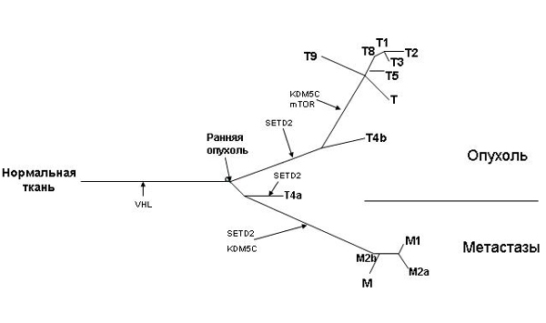 tree 2 600 можно ли метастазы спутать с чем то другим