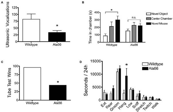 Различные параметры поведения мышат с нормальным и измененным аллелем серотонинового транспортера