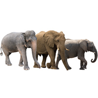 Три современных вида слонов