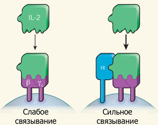 Схема связывания интерлейкина 2 с рецептором