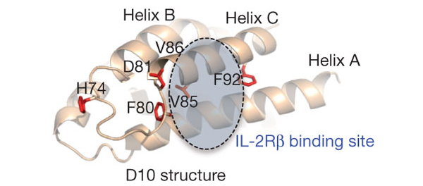 Местоположение мутаций на молекуле суперкина D10